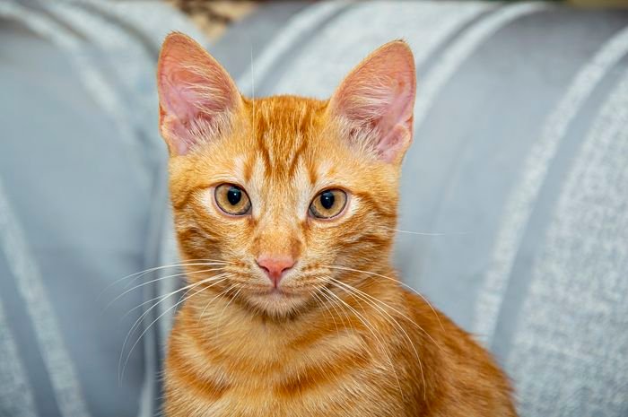 Kisah Pemilik Kos di Semarang yang Mengonsumsi Kucing untuk Stabilkan Gula Darah